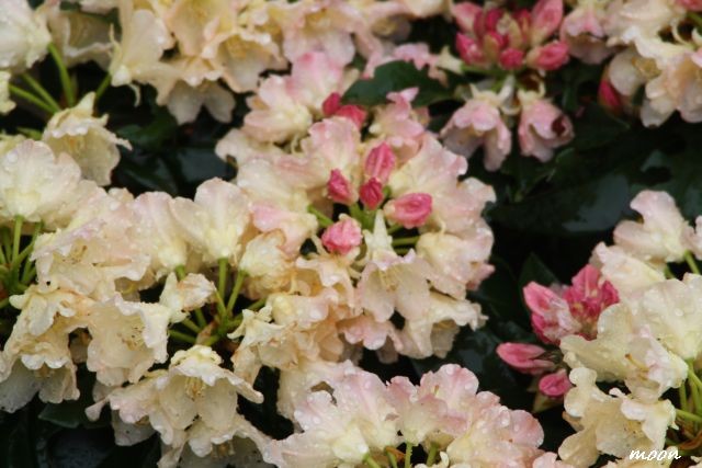rododendron